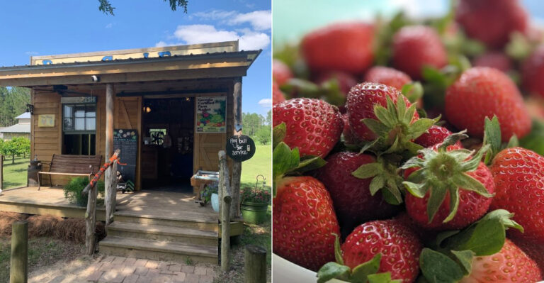 10 Best Roadside Fruit Stands Worth Finding Along Georgia Highways