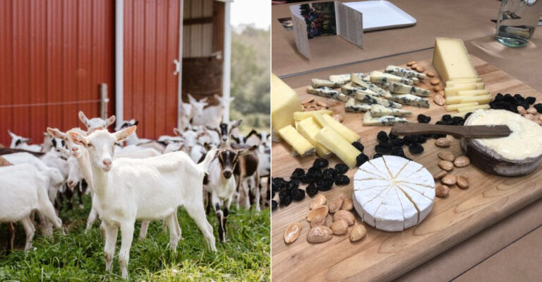 10 Best Vermont Goat Cheese Farms For A Fresh Country Trip