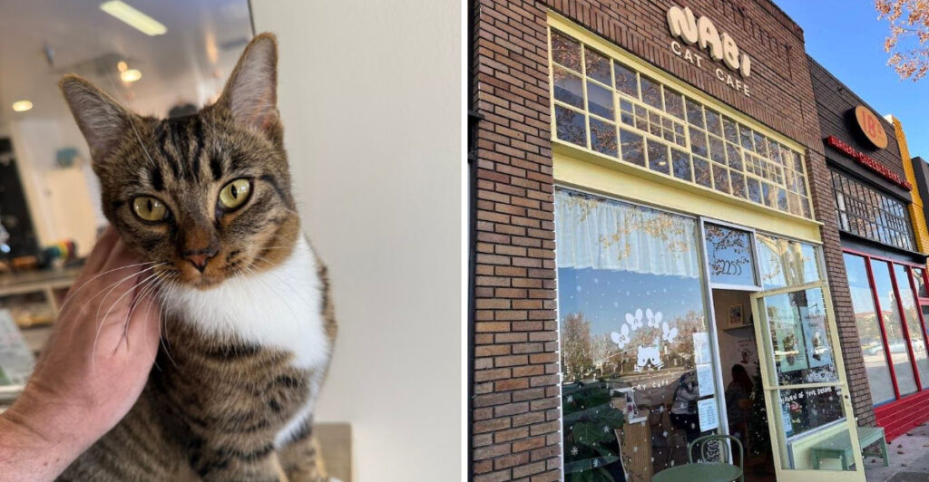 7 Cat Cafes In California Where Adorable Rescue Cats Keep You Company Over Coffee