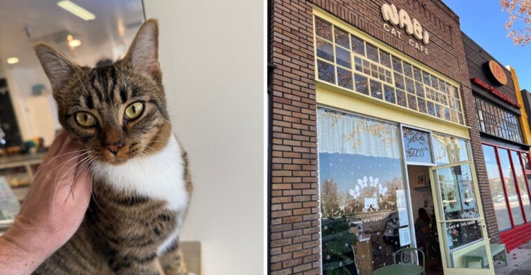 7 Cat Cafes In California Where Adorable Rescue Cats Keep You Company Over Coffee
