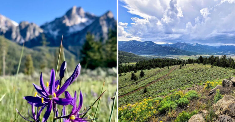 Once A Year This Tiny Central Idaho Mountain Pass Bursts Into Wildflowers And Most People Still Have No Idea
