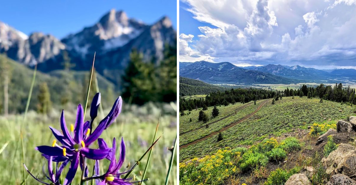 Once A Year This Tiny Central Idaho Mountain Pass Bursts Into Wildflowers And Most People Still Have No Idea