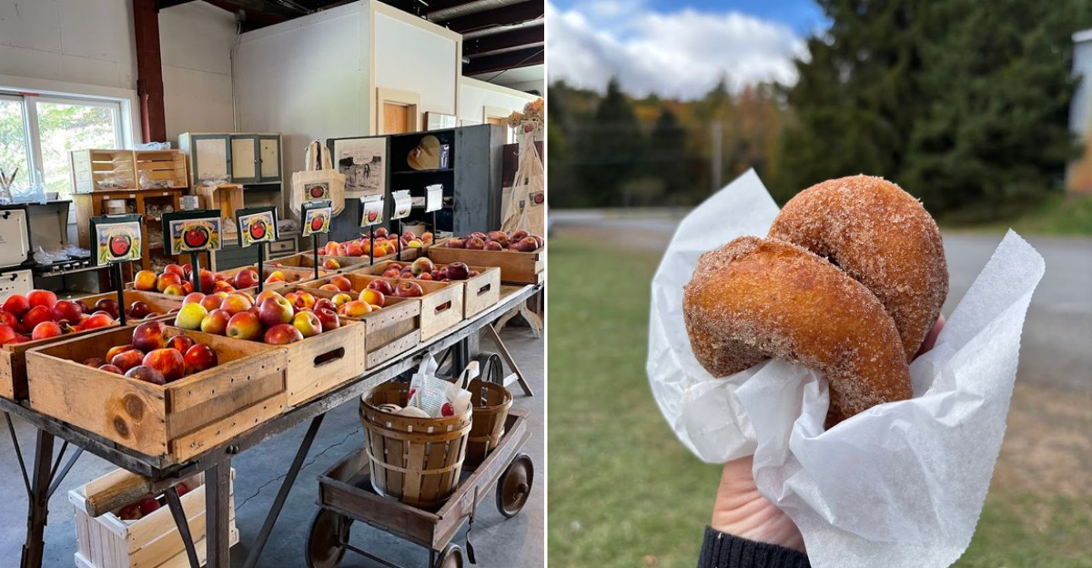 The Apple Cider Donuts At This Vermont Orchard Make The Fall Drive Worth It