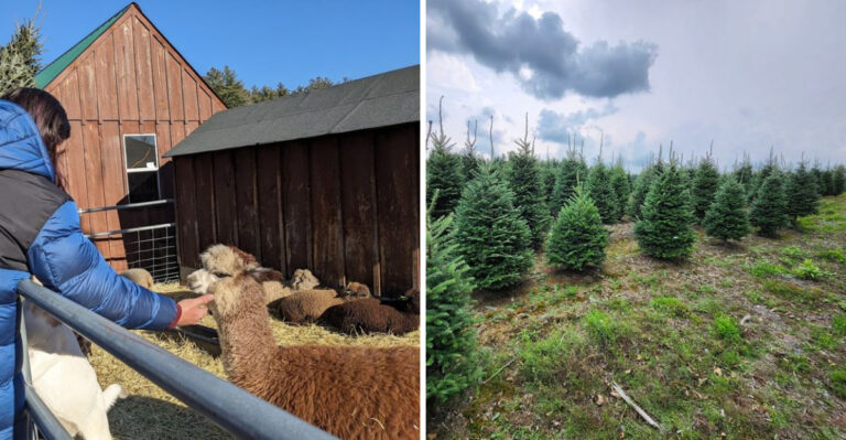 The Best Christmas Tree Farm In New Hampshire Has Stayed Wonderfully Old-Fashioned And People Are Completely Obsessed With It