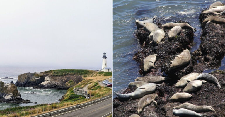 The Stunning Tide Pool In Oregon That Feels Like An Entirely Different Universe