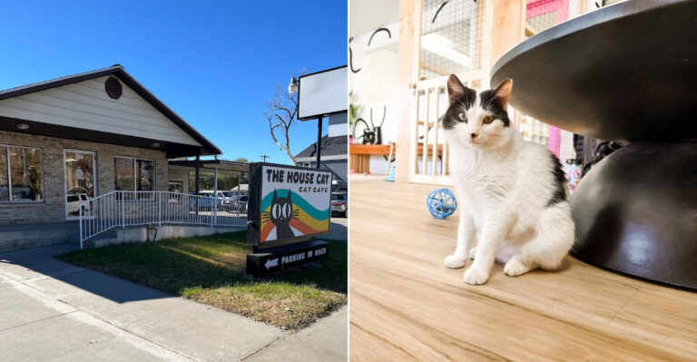 This Cozy Cat Café In Utah Is The Purrfect Little Escape For A Slow Afternoon