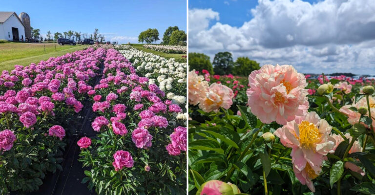 This Iowa Garden Is Packed With Hundreds Of Peonies (And You Want To See Them In Full Bloom)