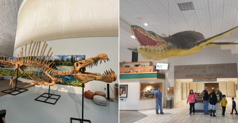 This Kansas Museum Reveals Secrets Of A Prehistoric Ocean That Once Covered The State