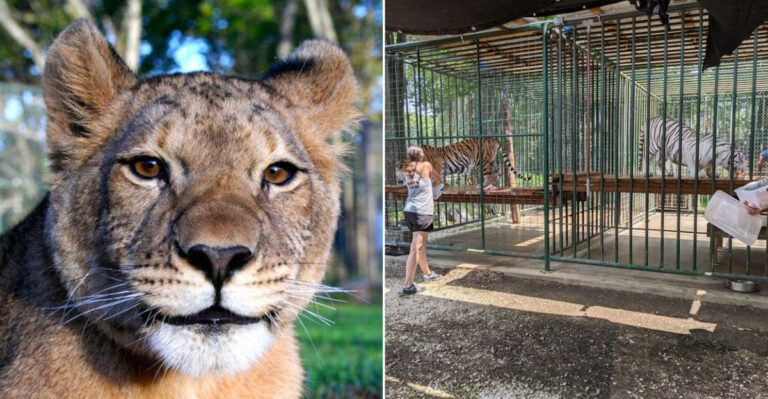 This Kansas Sanctuary For Wild Cats Is A Must-See For Animal Lovers