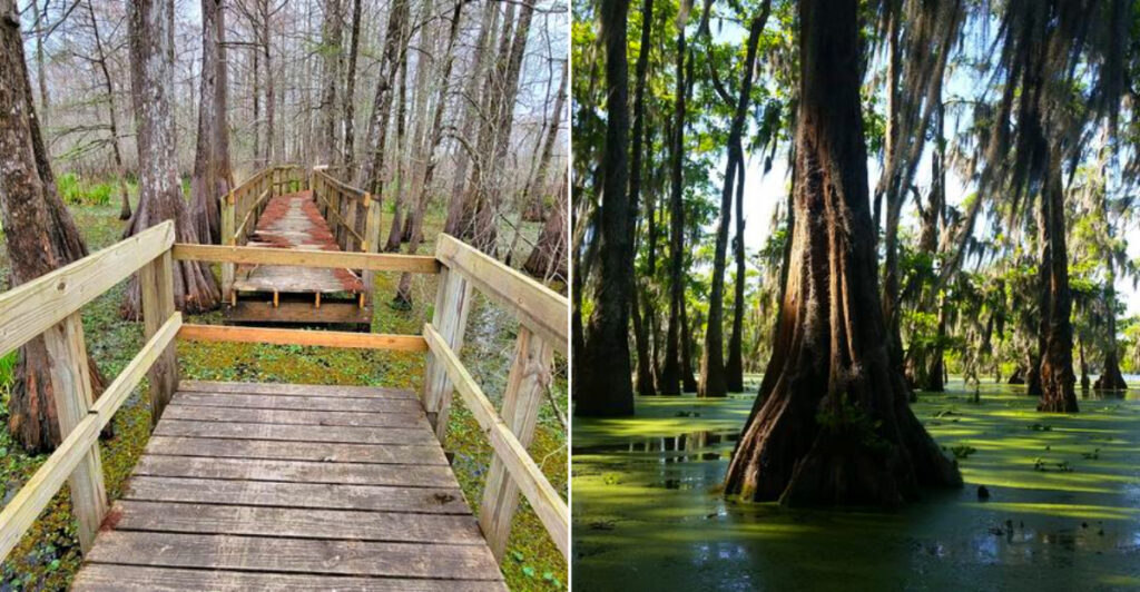 Cypress Island Preserve at Lake Martin