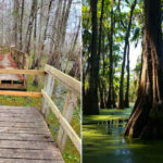 Cypress Island Preserve at Lake Martin