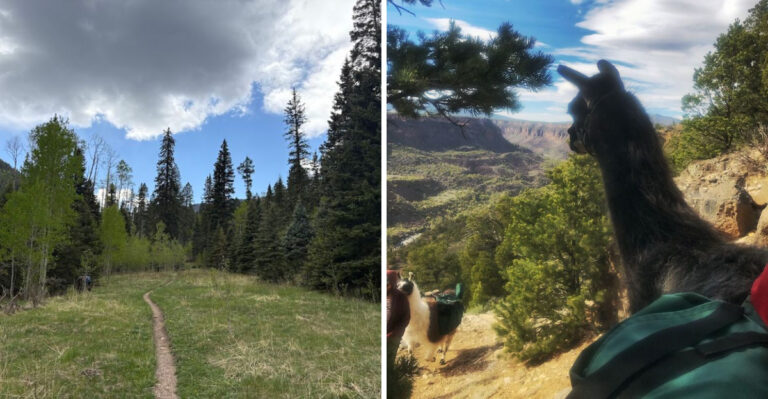 This Scenic Llama Trek In New Mexico Is The Ultimate Outdoor Adventure