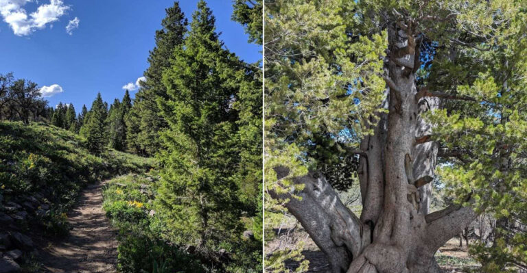 This Short And Easy Utah Hike Leads To Views That Feel Almost Unreal