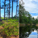 Scenic Louisiana Trails