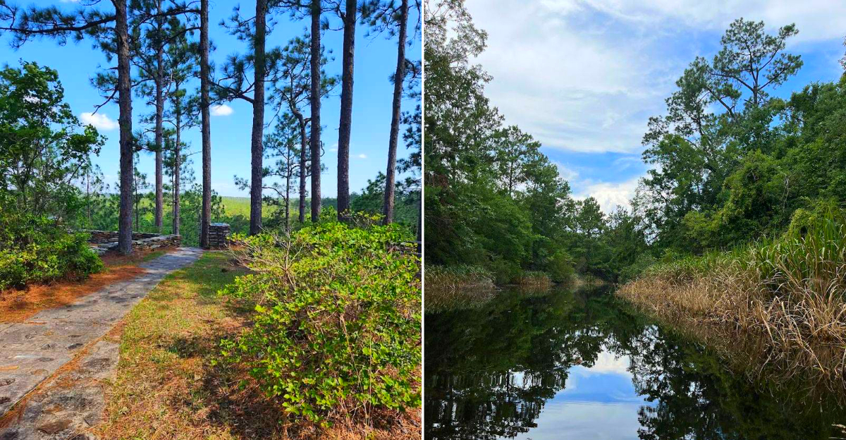 11 Scenic Louisiana Trails Perfect For Year-Round Adventure