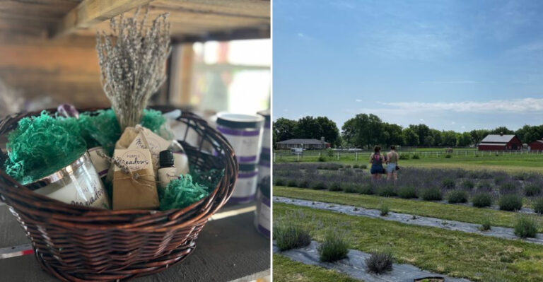 A Hidden Lavender Field In Kansas That’s a Dreamy Weekend Escape