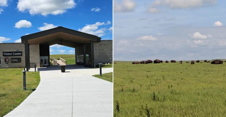 Experience Wild Bison Roaming Free On This Kansas Prairie Adventure