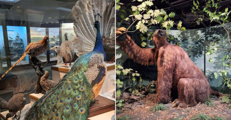Iowa Has A Curious Natural History Museum And It’s Every Bit As Fascinating As You’d Hope
