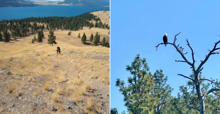 Montana’s Hidden Island Where Wild Horses Roam Beneath Bald Eagles
