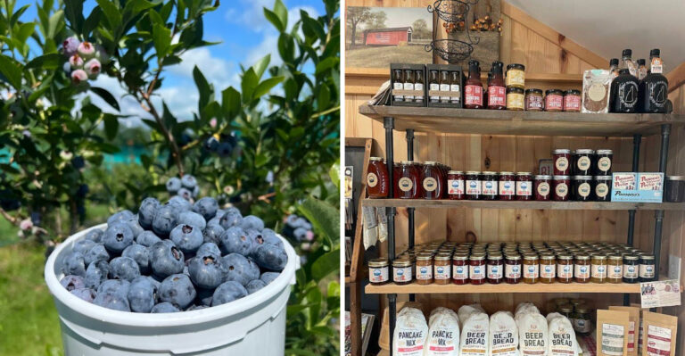 Pick Your Own Blueberries At This Beloved New Hampshire Farm That Locals Keep Voting Number One
