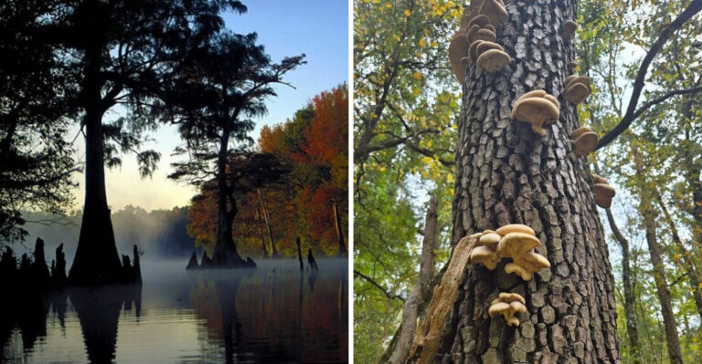 The Arkansas Bayou Drive That Southern Road Trippers Have Been Sleeping On For Years