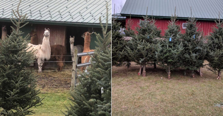 The Most Charming Christmas Tree Farm In Vermont Has Stayed Wonderfully Old-Fashioned