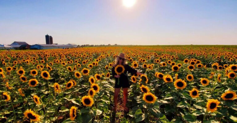 This Bright Iowa Sunflower Field Feels Like A Summer Postcard Come To Life