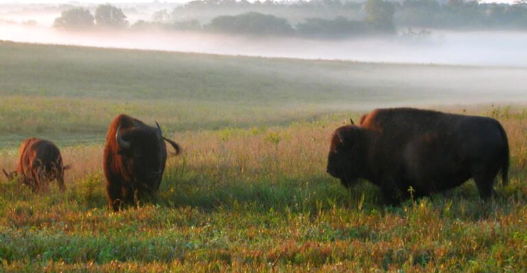 This Iowa Refuge Lets You Watch Bison Roam A Prairie That Almost Vanished