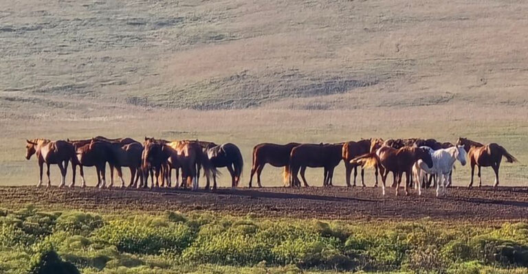 This Kansas Prairie Offers A Chance To See Wild Horses Roaming Free