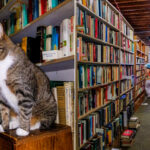 Beckham’s BookShop