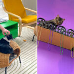 NOLA Cat Lounge