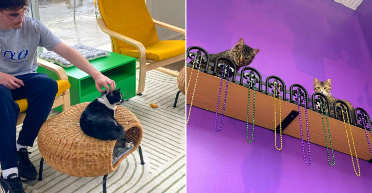 This Louisiana Cat Lounge Pairs Mardi Gras Flair With Adoptable Cats Looking For Homes