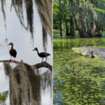 Cajun Country Swamp Tours