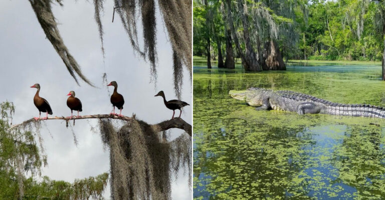 This Louisiana Swamp Tour Delivers An Authentic Cajun Adventure Deep In Bayou Country