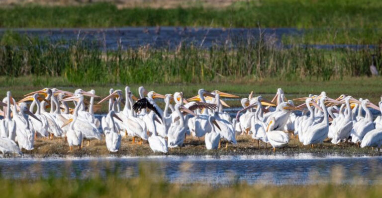 This Massive Kansas Marsh Creates The Illusion Of A Secret Sea On The Great Plains