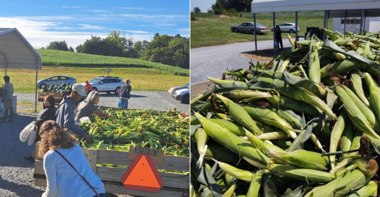 This Rural Pennsylvania Farm Stand Is Known For Sweet Corn Worth The Drive