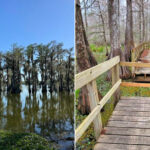 Lake Martin at Cypress Island Preserve