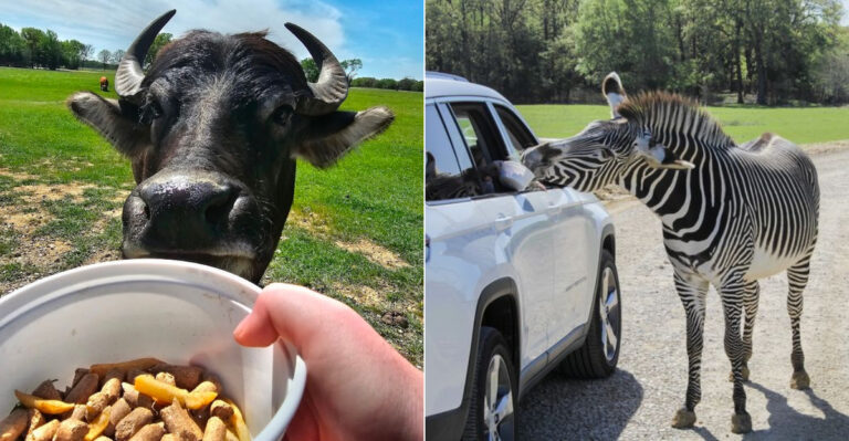 This Texas Ranch Lets You Drive Past Free-Roaming Giraffes And Zebras On A Wild Safari Adventure