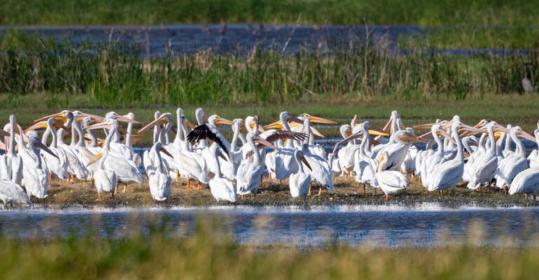 This Unassuming Kansas Wetland Becomes A Breathtaking Ocean Of Migrating Birds