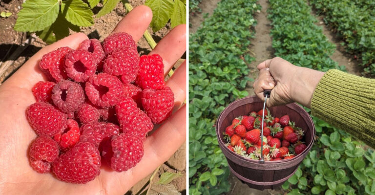This Washington Farm Hands You A Container, Points You Toward The Field, And Charges Only For What You Pick