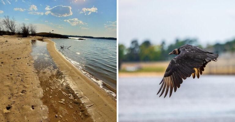 Virginia Is Hiding An 800-Mile Shoreline Lake So Peaceful And Uncrowded That It Feels Like A Private Discovery Every Time