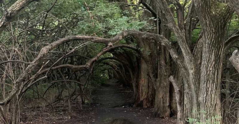 You Will Not Believe This Kansas Tree Tunnel That Feels Like A Hidden Fairytale Path