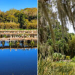 Jungle Gardens