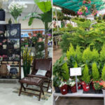 Louisiana Nursery