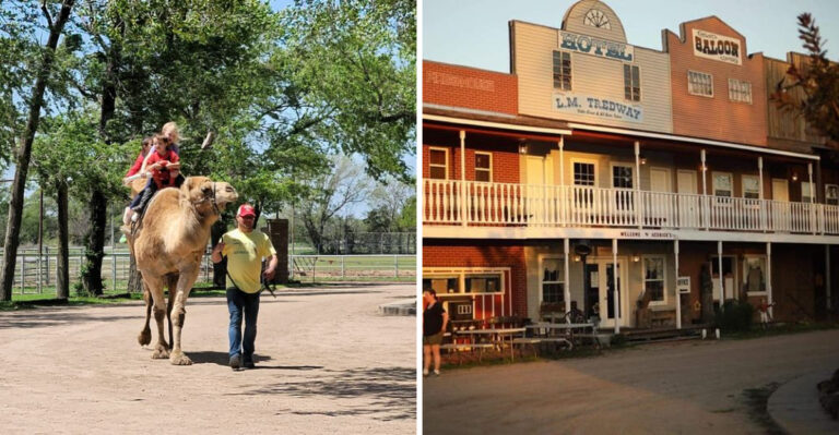 Camel Rides And Kangaroo Encounters Make This Kansas Exotic Animal Farm One Of A Kind