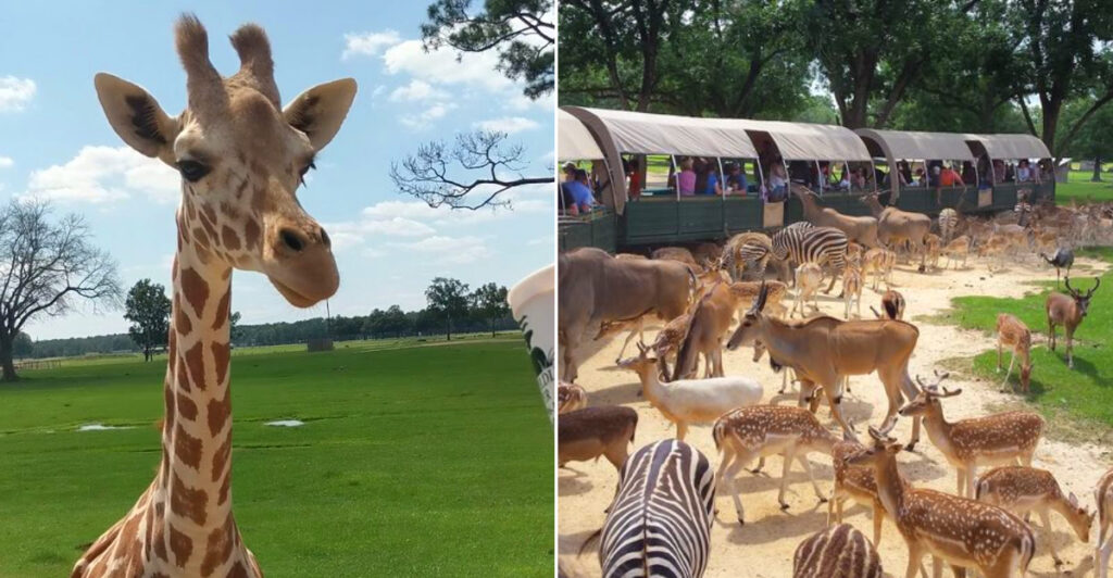 Giraffes And Camels Come Right Up On This Louisiana Safari Tour