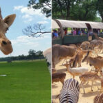 Global Wildlife Center