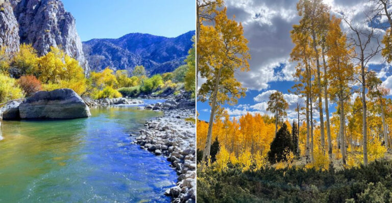 One Of Earth’s Largest Known Living Organisms Is A Forest Of Cloned Aspens In Utah