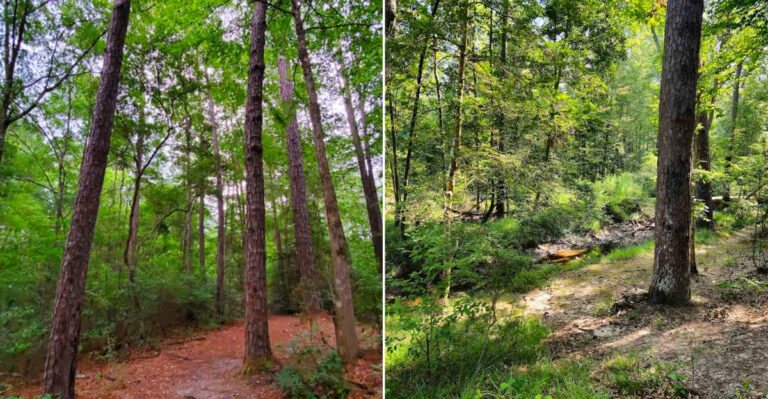 This Hidden Louisiana Forest Trail Leads To The State’s Rare Ancient Rock Shelter