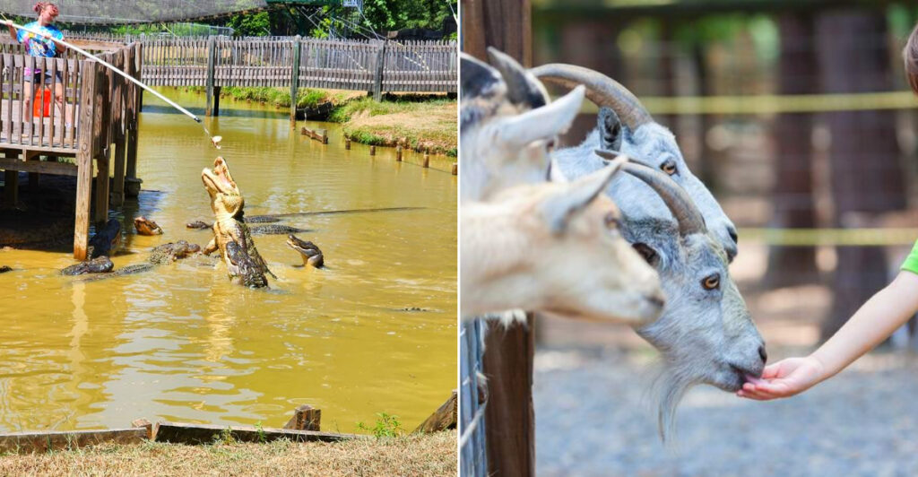 Gators & Friends Adventure Park